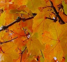 autunm_leaves4