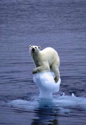 polarbear